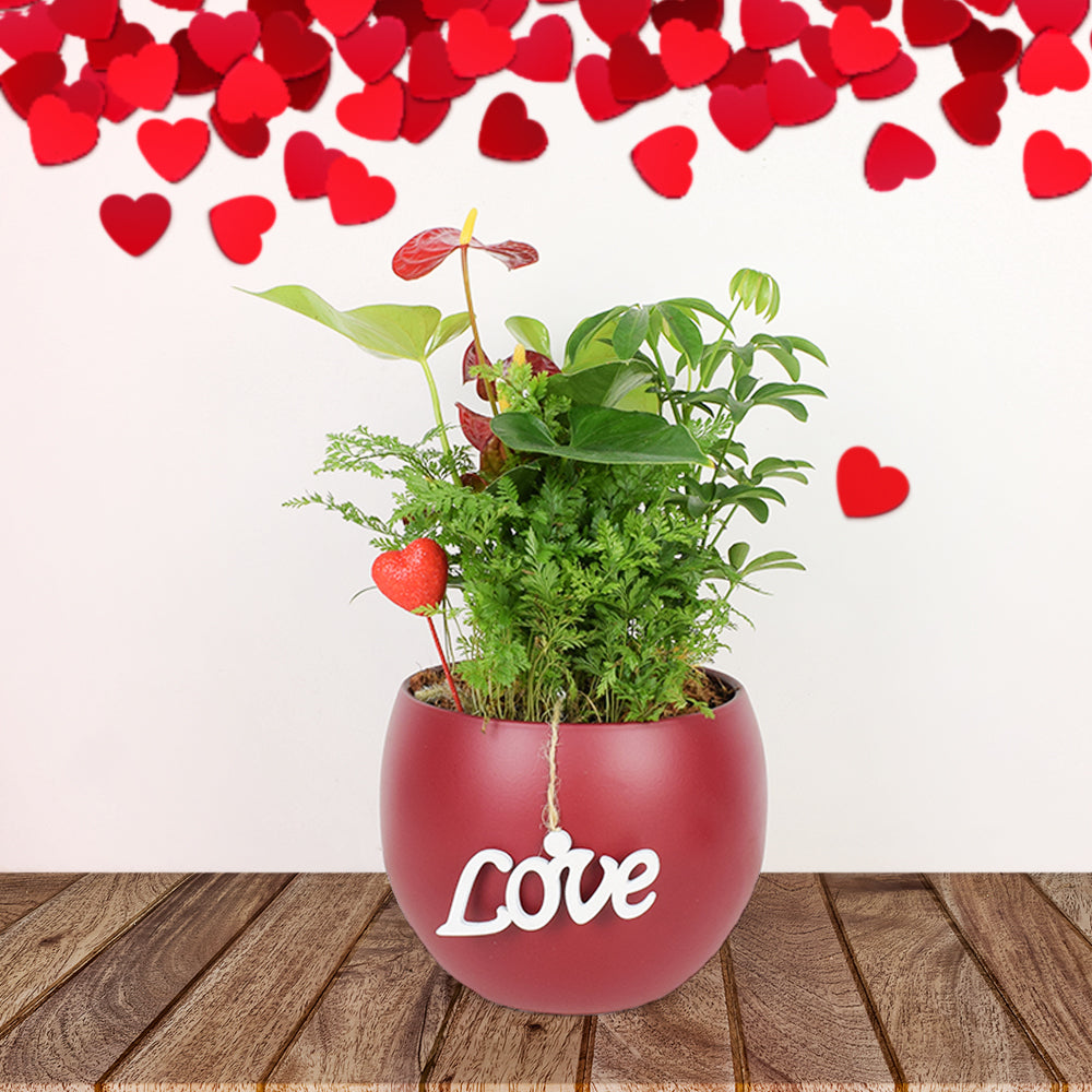 Classic anthurium & boston fern arrangement | Gift Basket Delivery ...