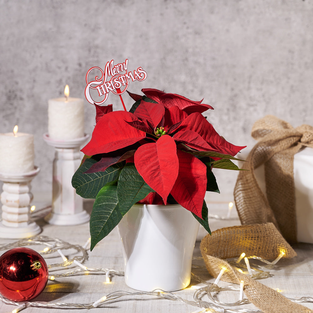 Potted Poinsettia - Gift Baskets Delivery