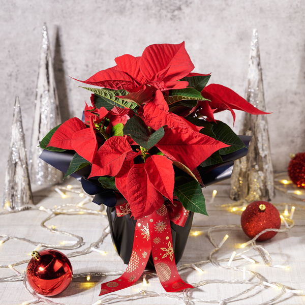 Festive Poinsettia Plant - Gift Baskets Delivery